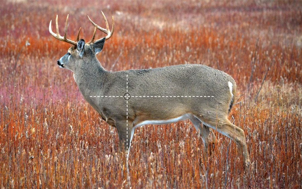 deer with shooting target drawn